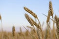 Ears of wheat in the field. backdrop of ripening ears of yellow wheat field on the sunset cloudy orange sky background. Copy space