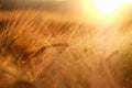 Ears of wheat field closeup on sunset light background