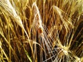 Ears of wheat in the field and little ladybug