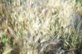 Ears of wheat in the field selective focus, blur Royalty Free Stock Photo