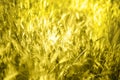 Ears of illuminating wheat in the field selective focus, blur Royalty Free Stock Photo