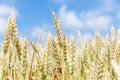 Ears of wheat in a field on a sunny summer day against a bright blue sky. Culture and traditions. Space for text Royalty Free Stock Photo