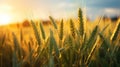 Ears of wheat on the field at sunset. Shallow depth of field