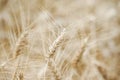 Ears of Wheat Royalty Free Stock Photo