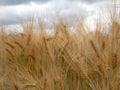 Ears of wheat on filed close up Royalty Free Stock Photo