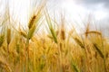 Ears of wheat on filed close up Royalty Free Stock Photo