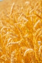 Ears of wheat on filed close up vertical view Royalty Free Stock Photo