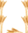 Ears of wheat. Frame Royalty Free Stock Photo