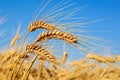 Ears of wheat in golden color Royalty Free Stock Photo