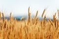 Ears of wheat in golden color Royalty Free Stock Photo