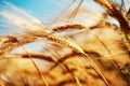 Ears of wheat in golden color Royalty Free Stock Photo