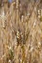 Ears Wheat, grain, siclian anciente grain Royalty Free Stock Photo