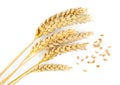 Ears of wheat and grains on white background, top view Royalty Free Stock Photo