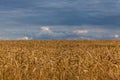 Ears of wheat grains