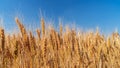 Ears of wheat grow in a field on a farm Royalty Free Stock Photo