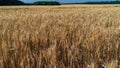 Ears of wheat grow in a field on a farm Royalty Free Stock Photo