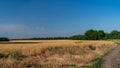 Ears of wheat grow in a field on a farm Royalty Free Stock Photo