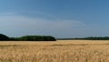 Ears of wheat grow in a field on a farm Royalty Free Stock Photo