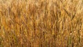 Ears of wheat grow in a field on a farm Royalty Free Stock Photo