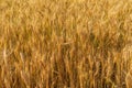 Ears of wheat grow in a field on a farm Royalty Free Stock Photo