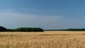 Ears of wheat grow in a field on a farm Royalty Free Stock Photo