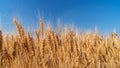 Ears of wheat grow in a field on a farm Royalty Free Stock Photo