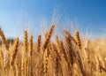 Ears of wheat grow in a field on a farm Royalty Free Stock Photo