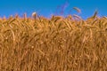 Ears of wheat are growing in the field, farming Royalty Free Stock Photo