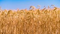 Ears of wheat are growing in the field, farming Royalty Free Stock Photo