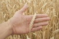 Ears of wheat on hand Royalty Free Stock Photo