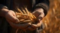 Ears of wheat in the hands of a farmer in a field