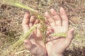 Ears of wheat in the hands of a farmer. Rye in hand Royalty Free Stock Photo