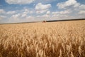 Ears of wheat. Harvesting machine on background Royalty Free Stock Photo