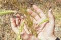 Ears of wheat in human hands. Hold rye in hand Royalty Free Stock Photo