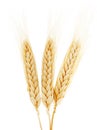 Ears of wheat