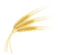 Ears of wheat isolated on white background