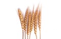 Wheat ears on rustic white background Royalty Free Stock Photo