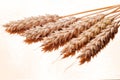 Ears of wheat on a light gold background Royalty Free Stock Photo