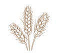 Ears of wheat logo sketch hand drawn in doodle style Agriculture Vector illustration Royalty Free Stock Photo