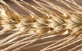 Ears of wheat . macro