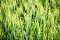 The ears of wheat or malt, in a field, with reflections of yellow and green sun, with which sa fanira makes for excellent food. Royalty Free Stock Photo