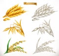 Ears of wheat, oats, rice. 3d realism and engraving styles. Vector