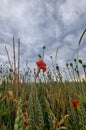 ears of wheat and poppies on the field Royalty Free Stock Photo