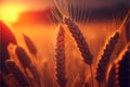 Ears of wheat ripen in a field at sunset. AI generated.