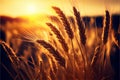 Ears of wheat ripen in a field at sunset. AI generated.