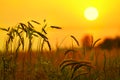 Ears of wheat, rye against the backdrop of orange sky Royalty Free Stock Photo