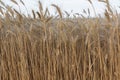 Ears of wheat, rye or wheat against the sky Royalty Free Stock Photo