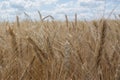 Ears of wheat, rye or wheat against the sky Royalty Free Stock Photo