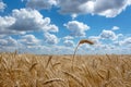 Ears of wheat, rye or wheat against the sky Royalty Free Stock Photo