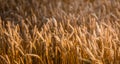 Ears Wheat or Rye close up. Wonderful Rural Scenery. Small Depth of Fields. Soft Focus. Rural Background. Creative Picture of